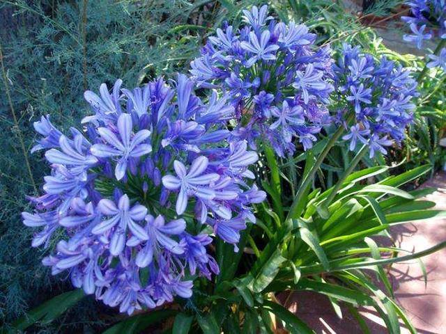 原创长辈都喜欢这种花它有百子千孙连生贵子的寓意它就是百子莲