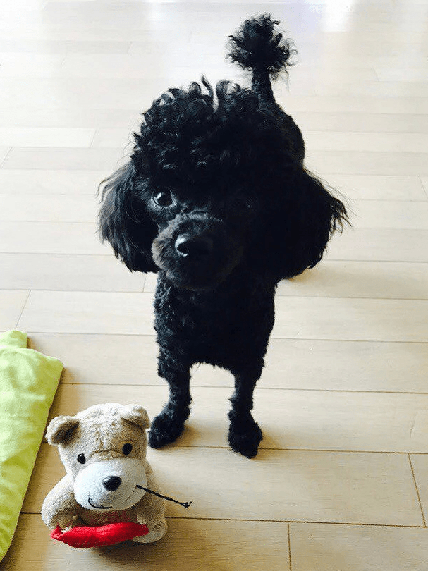 金俊勉有星儿,都暻秀有墨水和胡椒,朴灿烈有多芬,金钟仁有三只狗狗