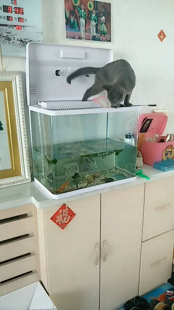 今天鏟屎官給家裡的魚缸換了下水,添了點魚食,就急匆匆的去上班了