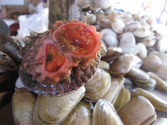 它是世界上会呼吸的"石头",更有"性别"之分,切开会流血!