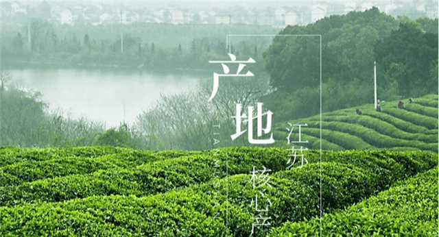 现在该茶的产区,已由原产地南京中山陵和雨花台园