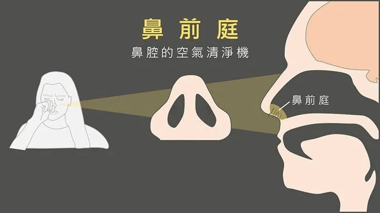 訂閱 點擊查看更多訂閱內容> 鼻,是我們人體的重要組成部分,包括鼻腔