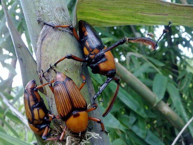 东山小爷 业余侠客 帖子 563 积分 468 来自 山城 在线时间 144小时