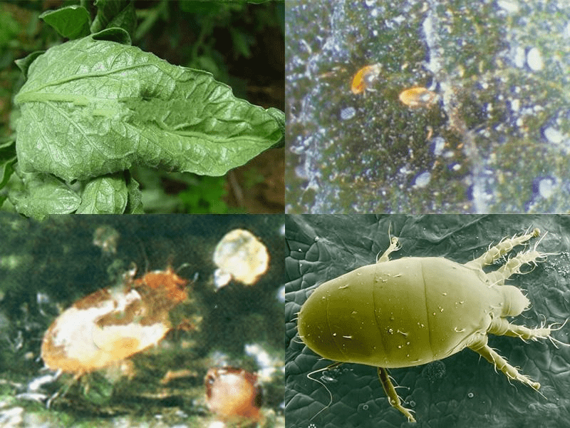 病虫害科普丨螨类的危害与防治