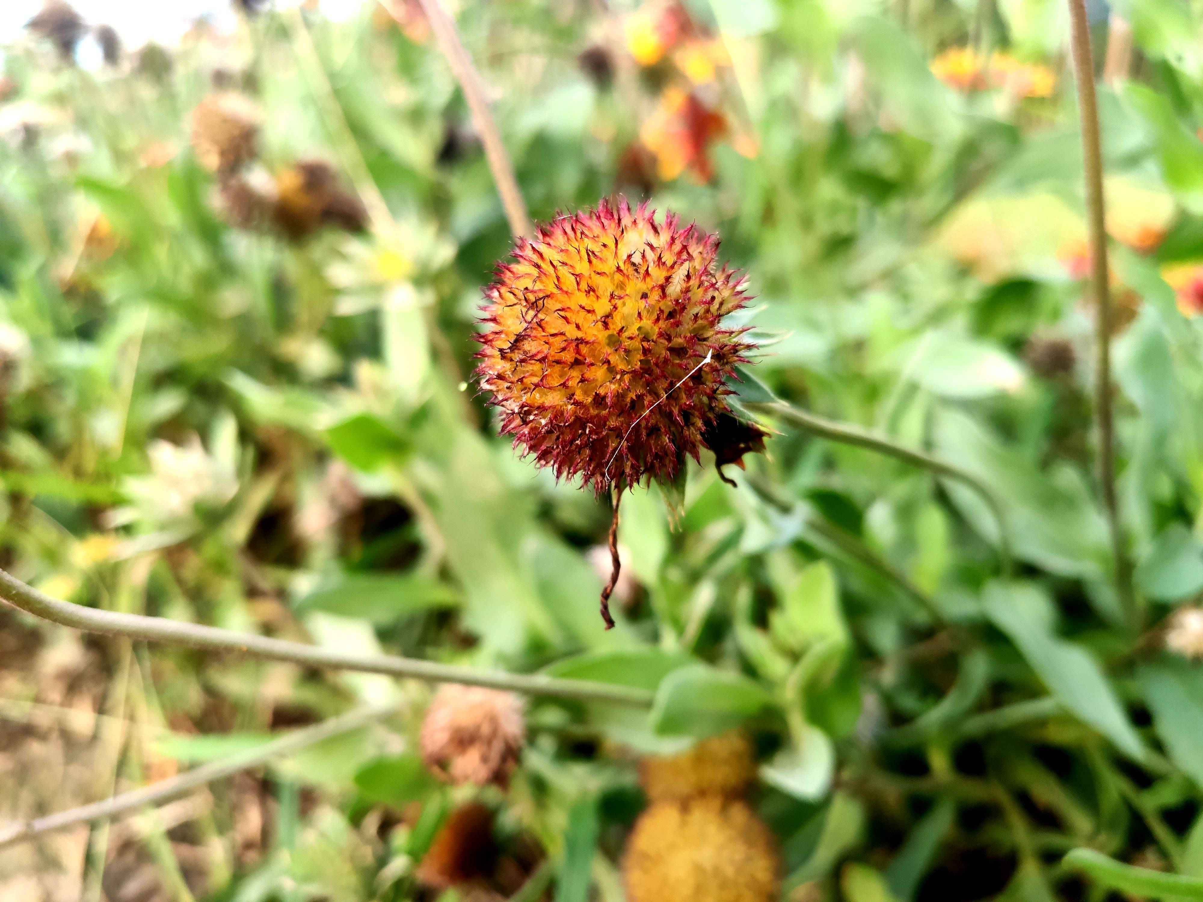 米9手机记录的漂亮花卉矢车天人菊