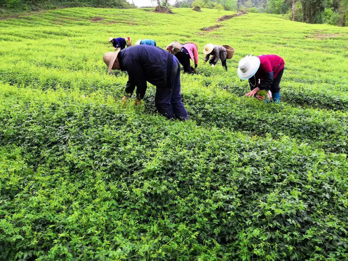 姚梅:互联网和平利绞股蓝