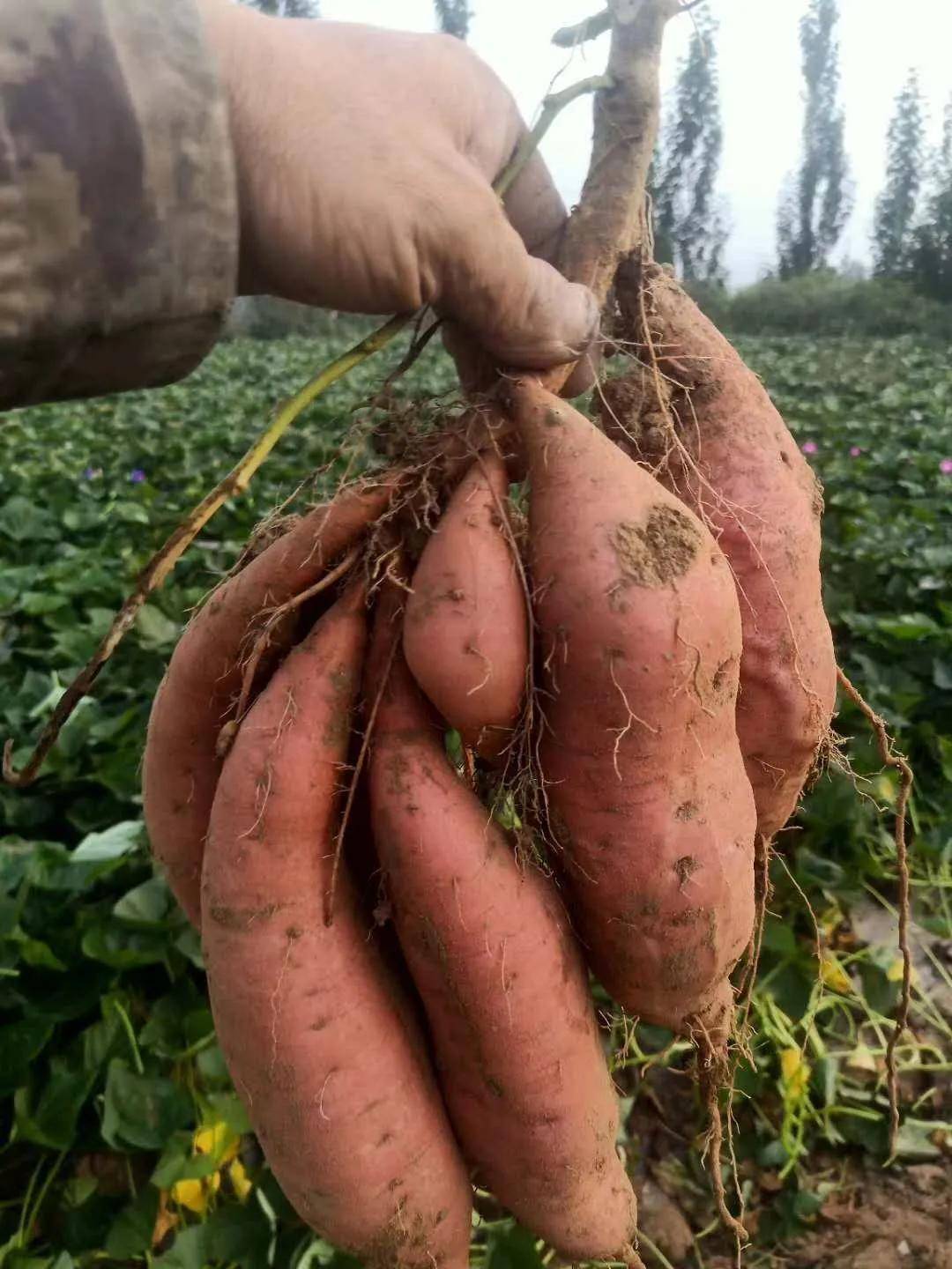 让井陉县委书记高兴的这位"红薯哥"还真不简单!_霍利