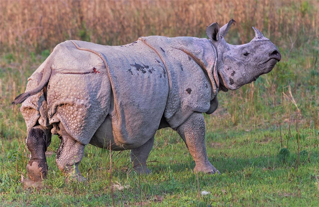 据了解,爪哇犀牛能发出多种叫声,包括"嘶哑","尖叫","嘴唇振动"和"