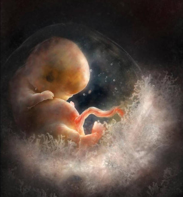 怀孕50多天胎儿是什么样孕妈做好4点避开胎停流产和胎儿畸形