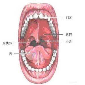人体口腔内部图图片