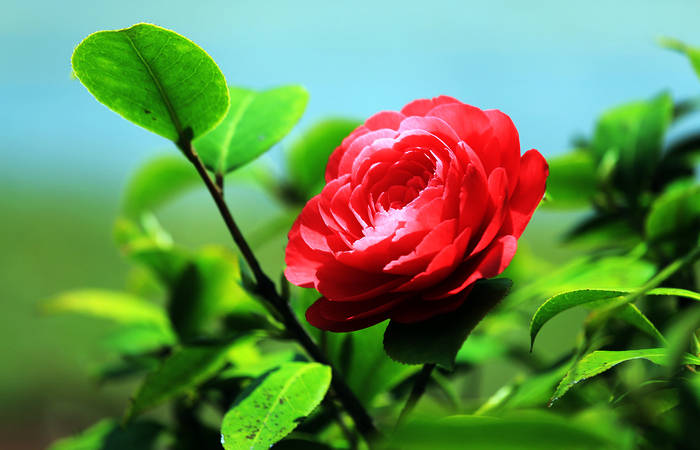 独特的中天易命理学