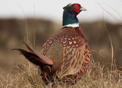 世界上交配时间最长的动物,单次竟可持续8小时,名字你不认识