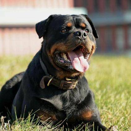 大家都不太敢養羅威納犬,因為這六點不是人人都能接受的