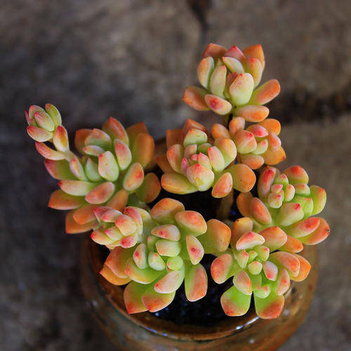 养多肉小美人了解掌握几个要点养出橘黄果冻色美极了