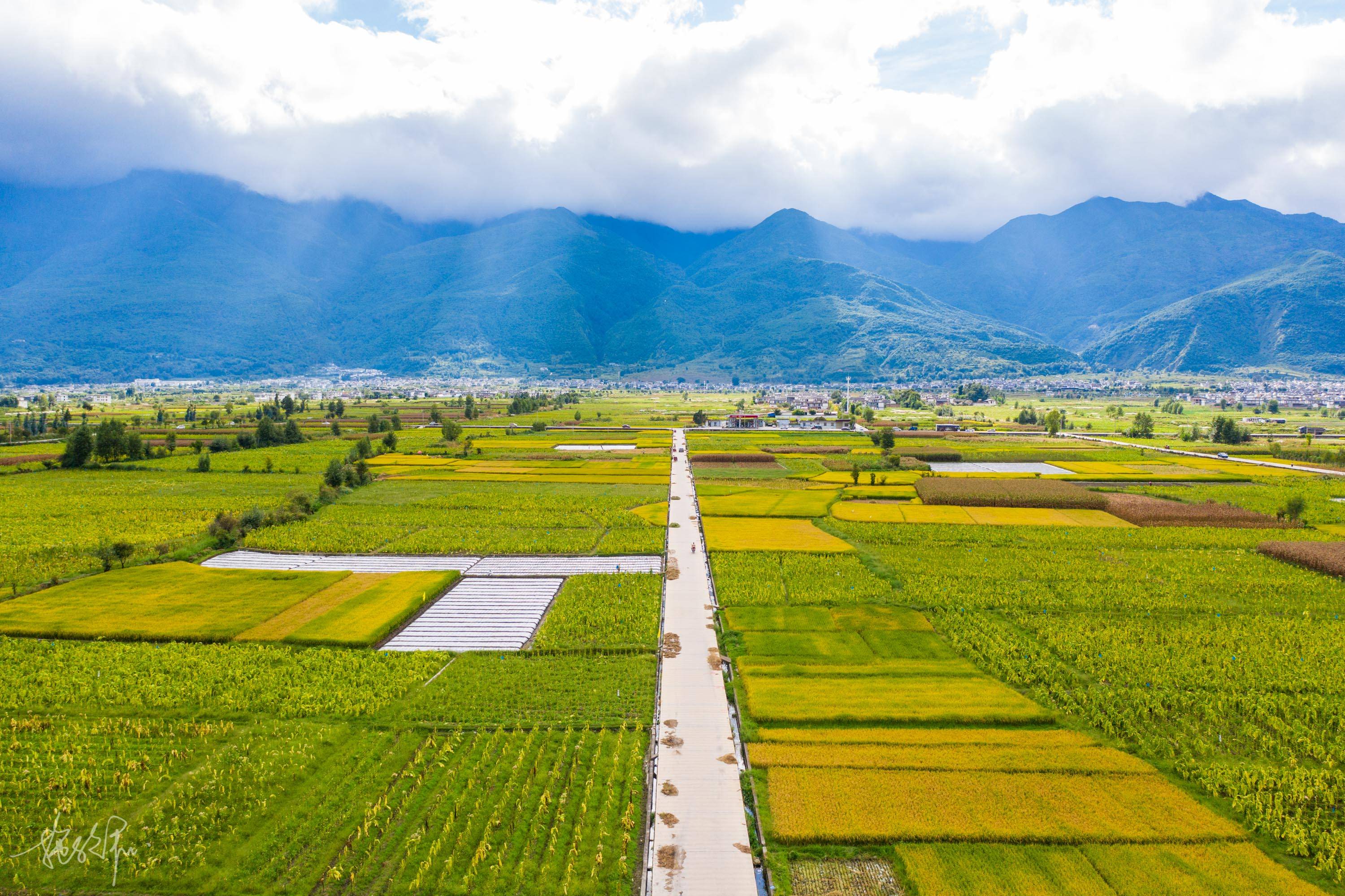 大理田园风:远处蔚蓝天空下涌动着金色的麦浪