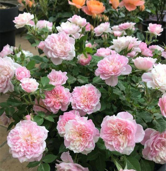 原创5种漂亮花春天最容易扦插沾土就成活见光开大花