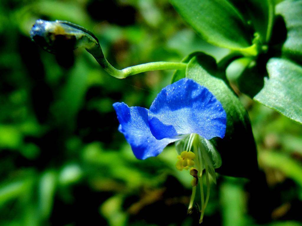 原创别看鸭拓草像野草,浇完水晒晒太阳,开出蓝色花特别美