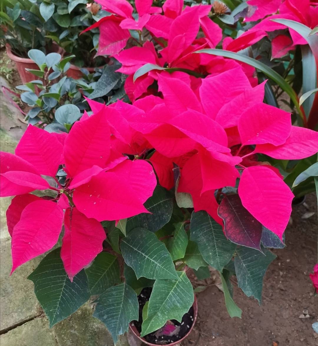 10月养"一品红",做好几项关键养护,开花红艳又喜庆