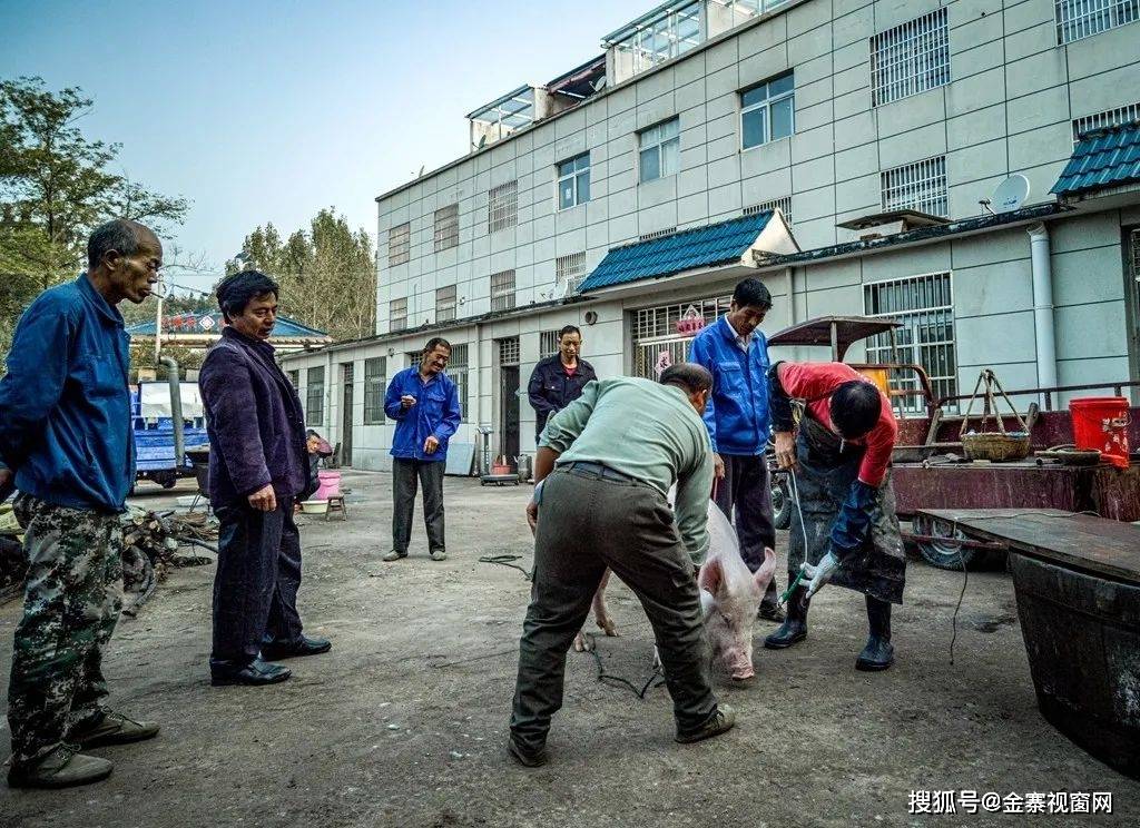 实拍金寨人打猪晃子迎中秋一般人没见过