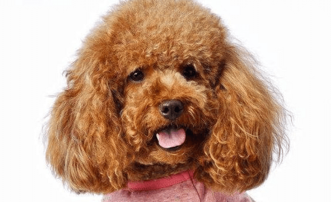 怎样改善泰迪狗的嘴臭