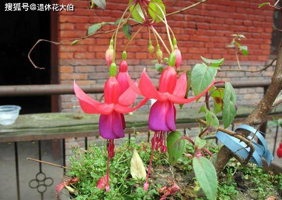 室内盆栽绿萝,吊兰太单调,多搁盆倒挂金钟,做到5点砰砰开花_手机搜狐