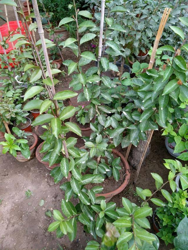 叶仙嫁接蟹爪兰,嫁一棵活一棵.教你一招,叶仙笔直往上窜