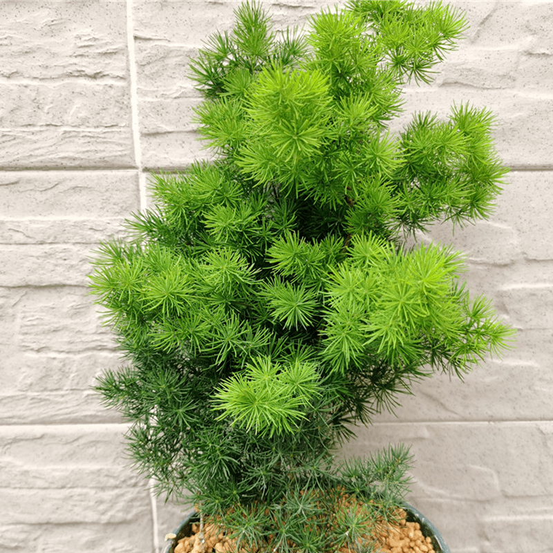 坚挺蜿蜒曲折繁复的"仙松",蓬莱松这么养护,苍劲古朴娟秀清丽