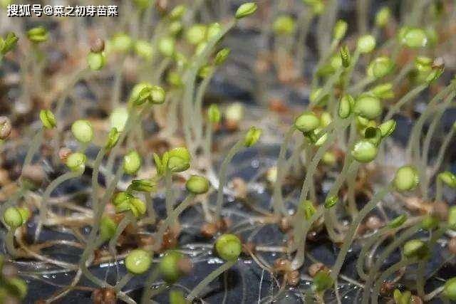 紫苏芽苗菜的培育方法_种子