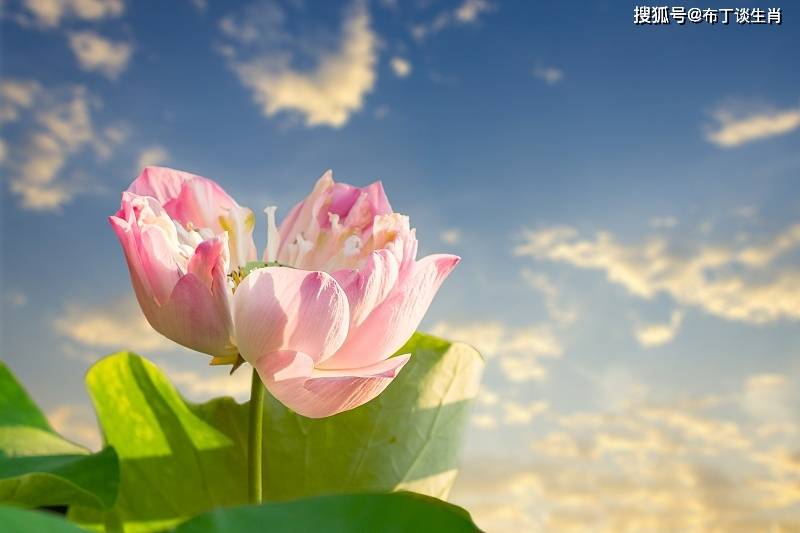 晟阳谷道长每日生肖运势(今日风水运势解析)