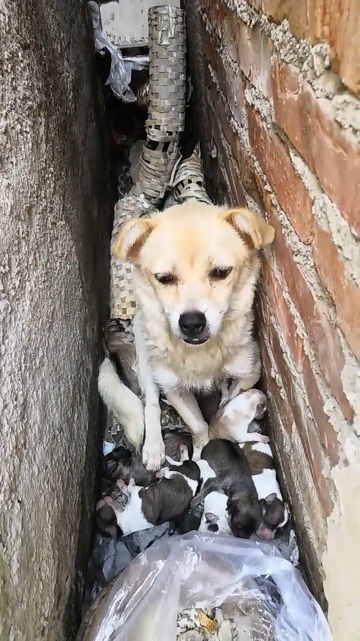 流浪狗妈躲废弃墙角,小心翼翼守护狗宝们,画面辛酸让人含泪