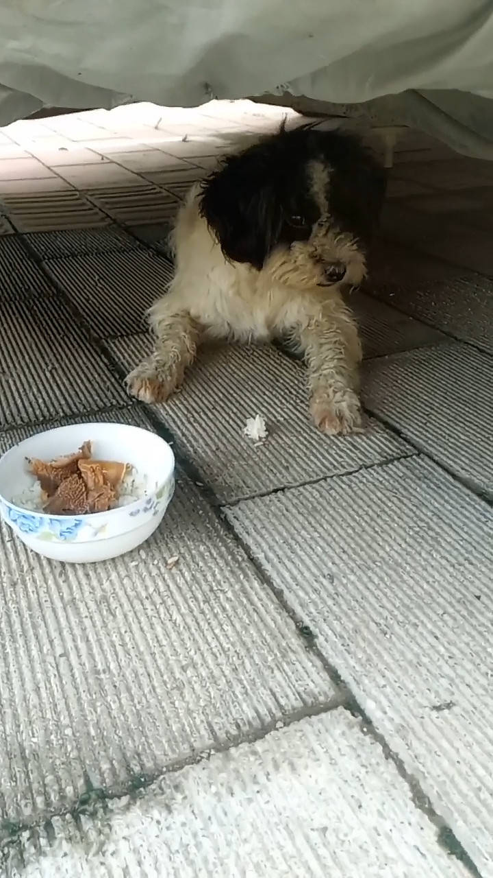 女子见车底有流浪狗,好心带去食物救助,狗狗表情忍不住心疼