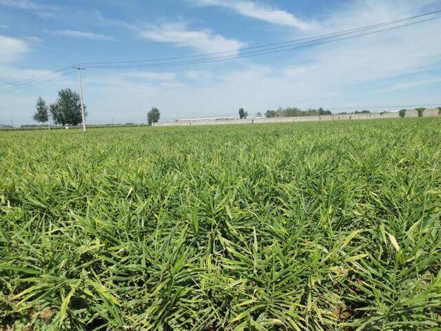 土地里生出致富金娃娃栾城区生姜种植托起农户幸福生活