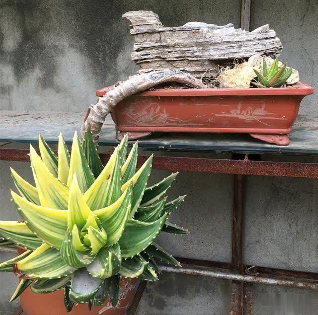 原创芦荟不值钱养成老桩很稀罕叶子胶质多越老越值钱