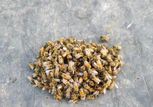 网上买的蜜蜂能养吗 网上买的蜜蜂能养活吗