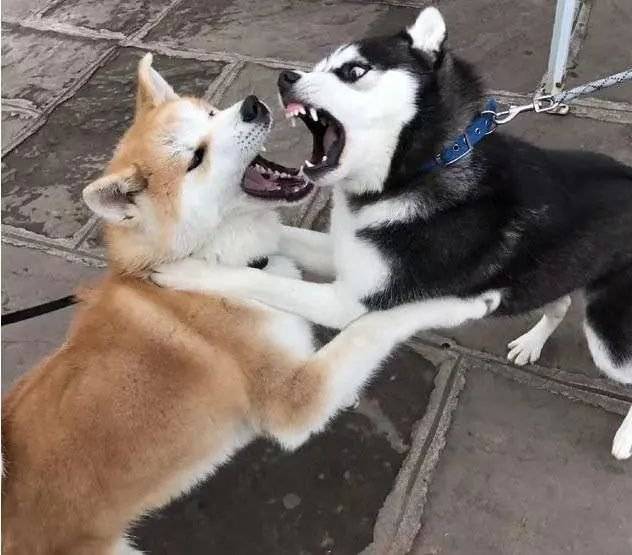 为什么情侣吵架生气的总是女生?男生要主动道歉吗?