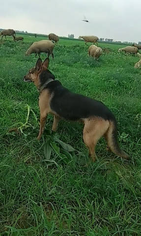 狗子从小待羊群长大,无事可做学羊做这事,主人为此很是无奈