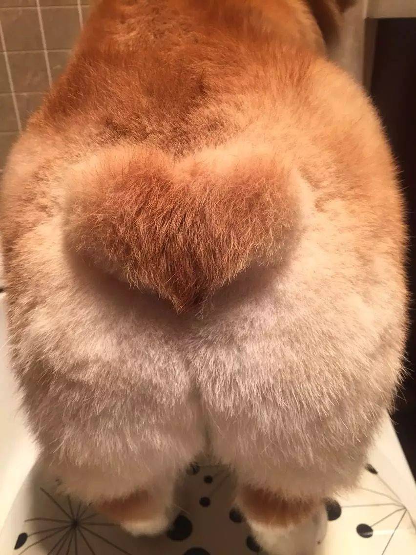 别家柯基屁股剃个桃心真萌,为啥你反差这么大,还有个准心?_手机搜狐网