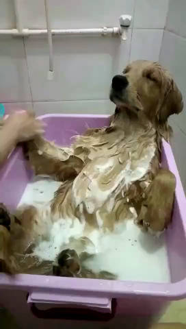 女子给大金毛洗澡金毛的这个躺姿网友厉害咯老大爷