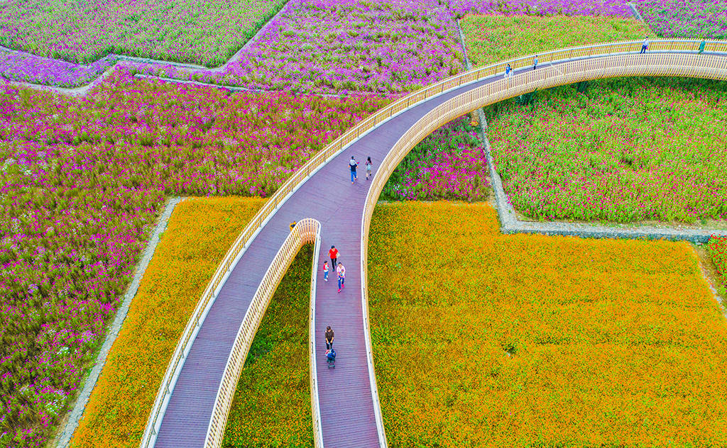 江苏宿迁衲田花海惹人醉