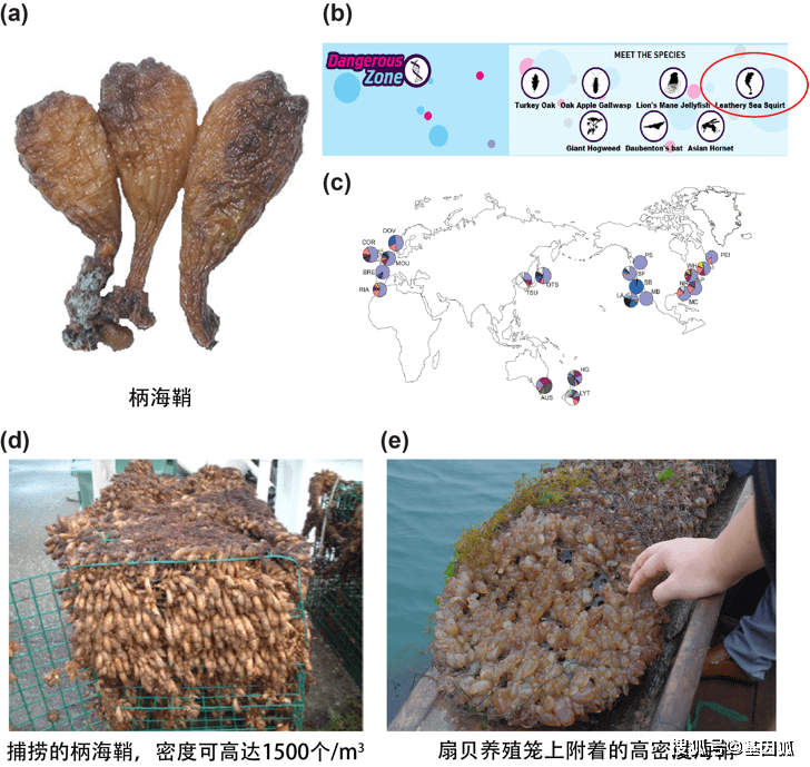 柄海鞘图片