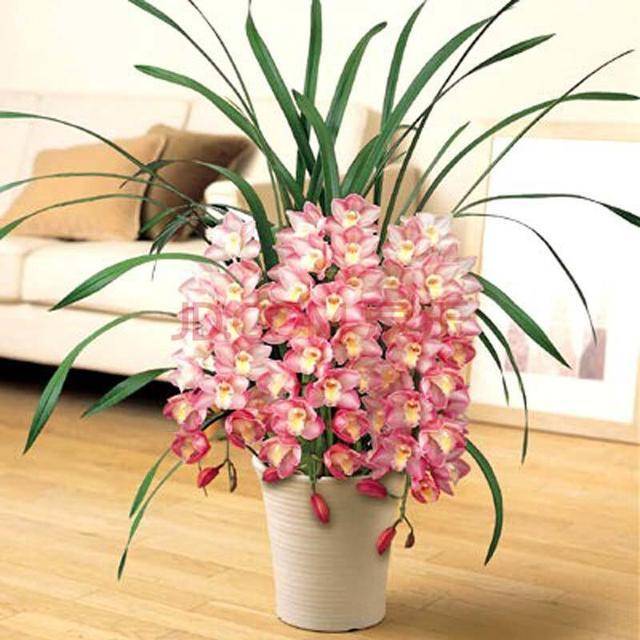 几种"年宵花",每个都比蟹爪兰好看,还能招财,过年买一盆