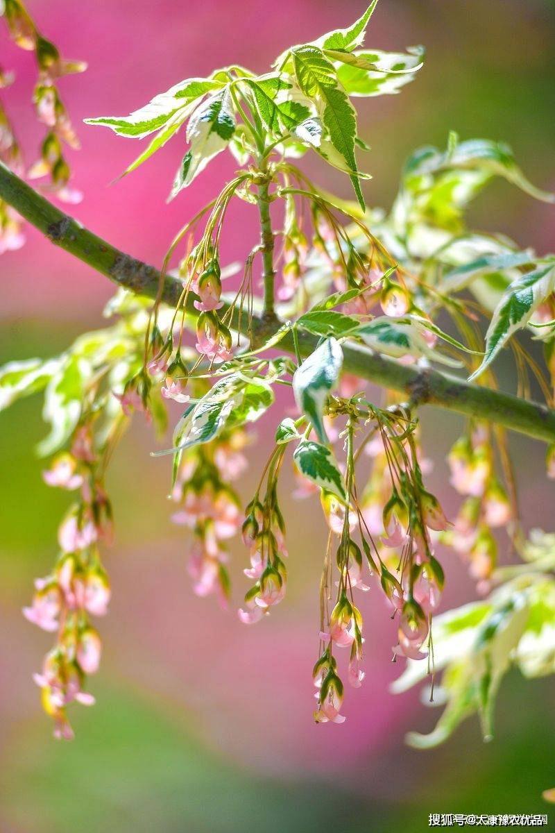 复叶槭小苗价格12公分金叶复叶槭价格13公分14公分金叶复叶槭1400元装