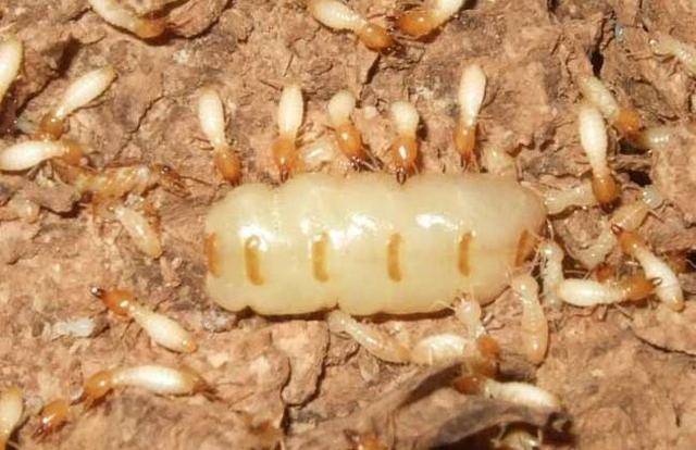 为了创建自己的王国, 蚁后必须忍受极端的孤独和危险_工蚁