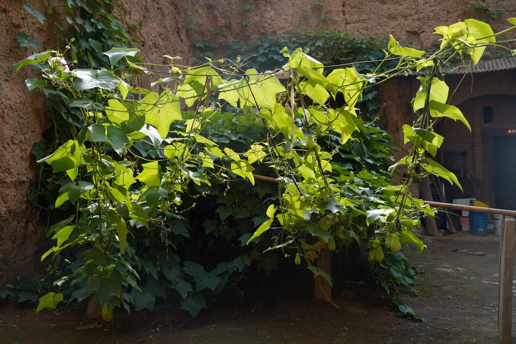87岁大爷家飞来1株藤草秋天硕果累累想吃随便摘