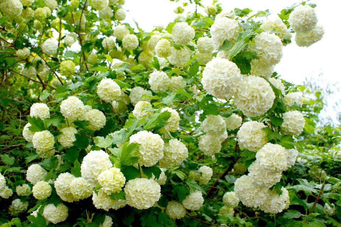 图片来源于网络木绣球又称琼花,聚八仙,蝴蝶花,牛耳抱珠.