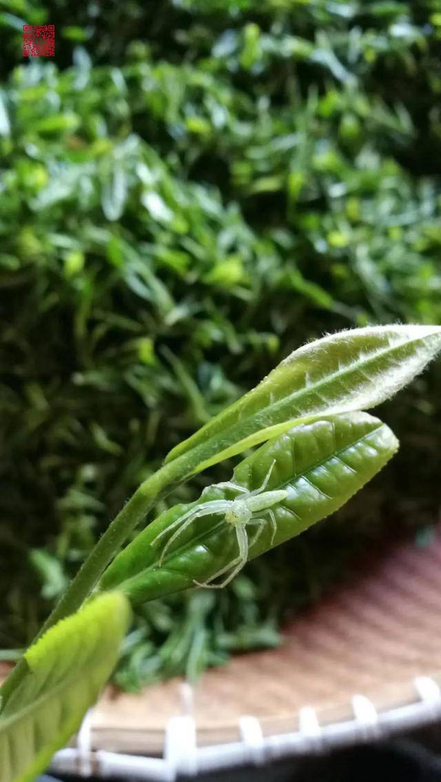 润物堂-"润物真茶"有机自然农法生态庄园茶介绍