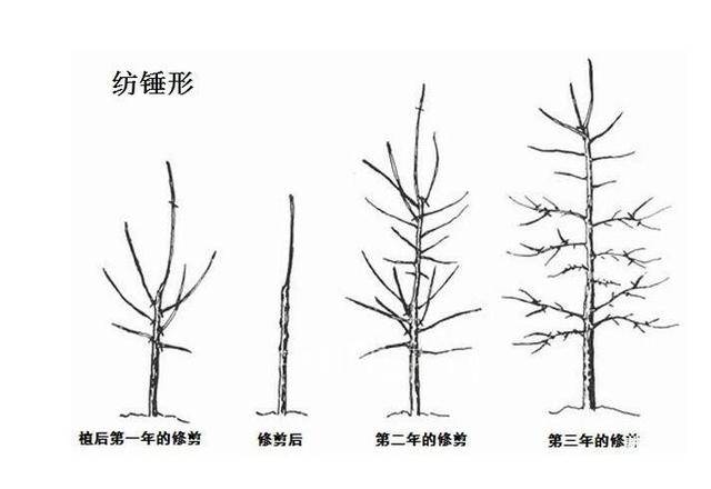 苹果高纺锤形栽培模式技术总结(精)