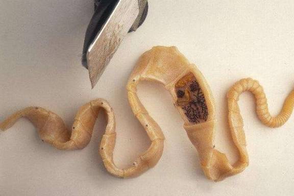 或者体壁与气管鳃和气泡以及气膜等呼吸方式3,昆虫类外裹几丁质外壳