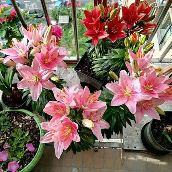 盆栽百合花,一年开一茬,一茬生一窝,子子孙孙无穷尽_光照