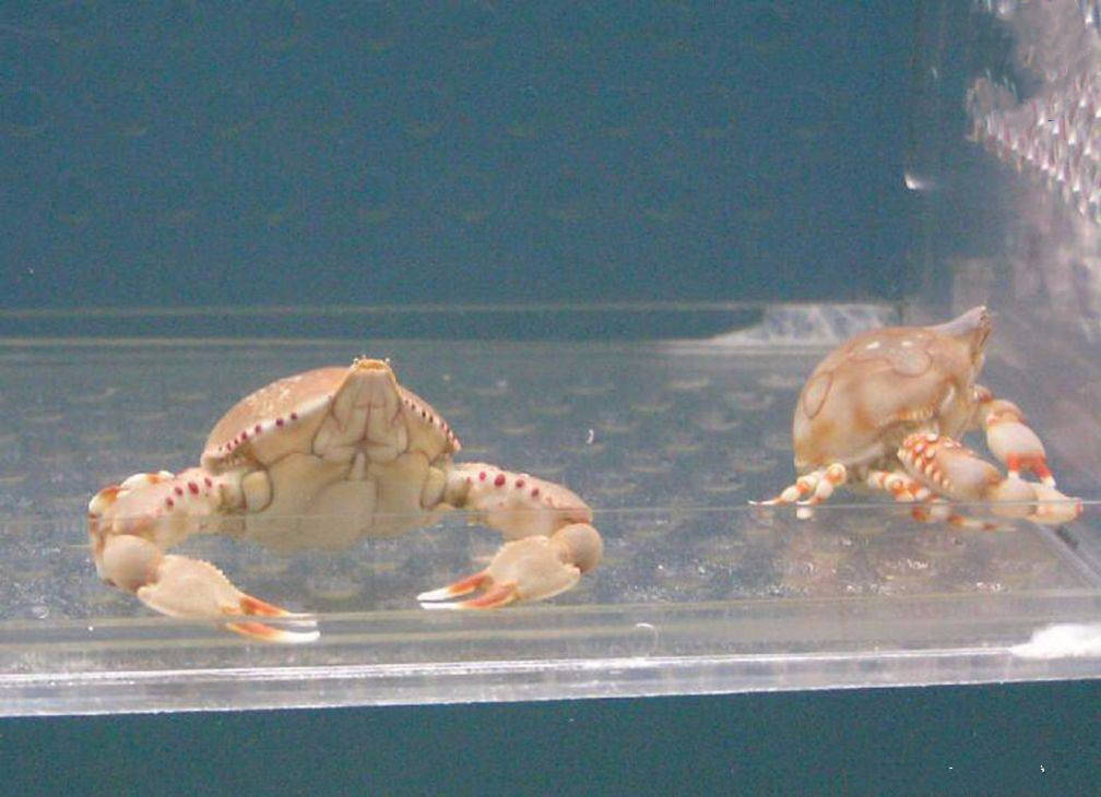 如果要说跟玉石最像的玉蟹,那无疑是鸭额玉蟹.